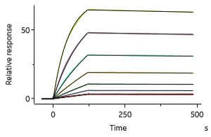 Fig.1 Affinity kinetic analysis of humanized antibody
