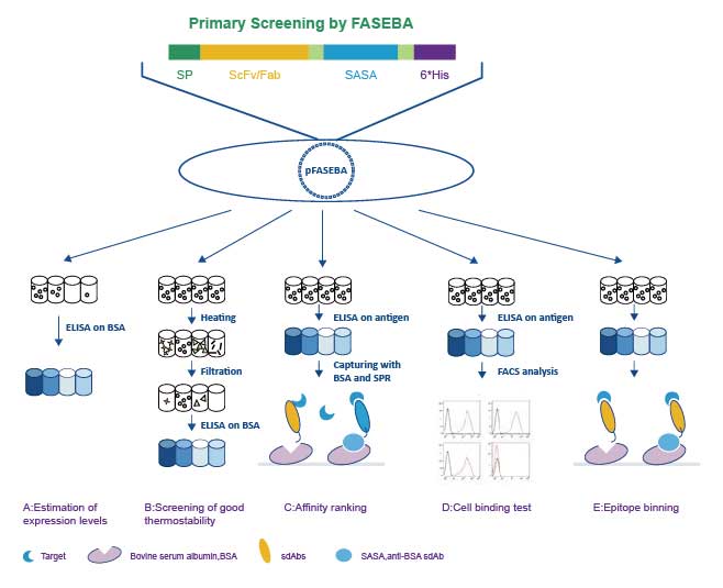 Primary Screening by FASEBA